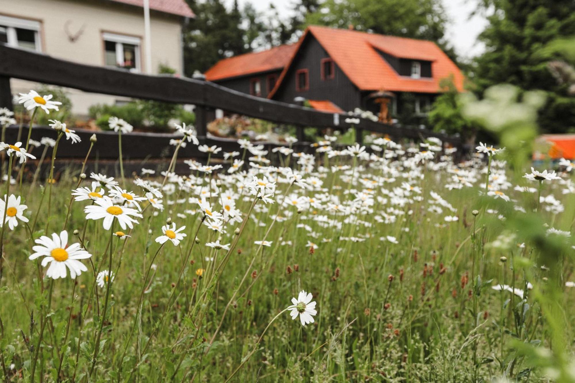 Terrassenhaus Im Harz, Pool, Sauna, Wlan Braunlage Buitenkant foto